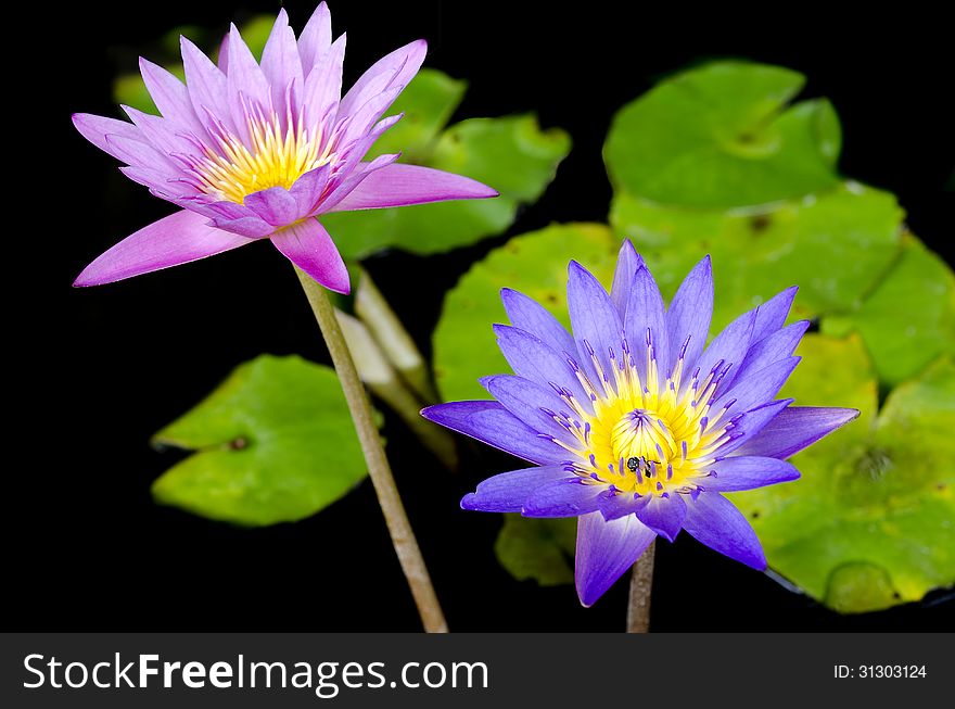 Lotus flower with bee and Lotus flower plants