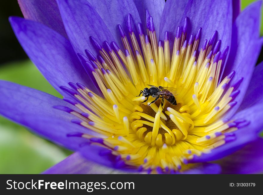 Lotus Flower With Bee