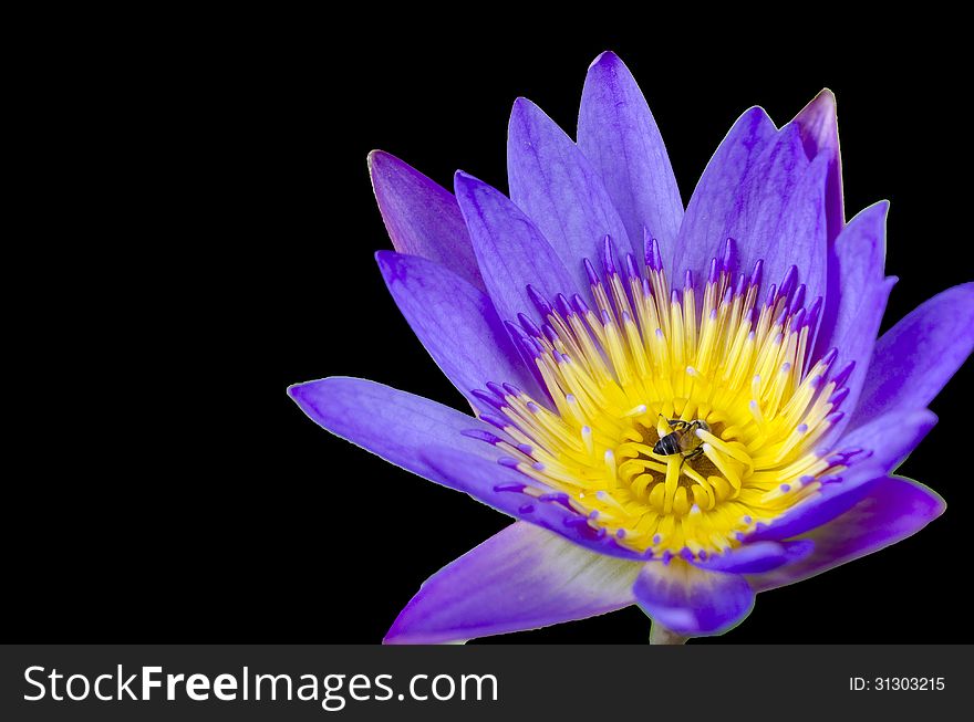 Lotus flower with bee and Lotus flower plants on black background