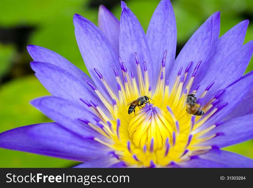 Lotus flower with bee and Lotus flower plants