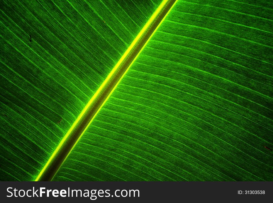 Background style from Banana leaves in the nature.