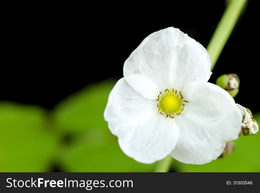 White flower and Lotus flower plants