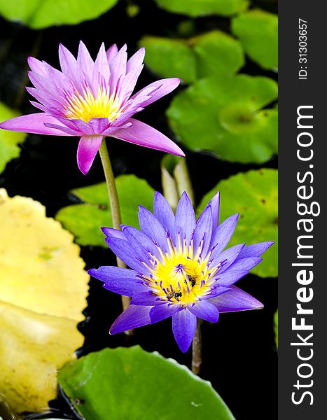 Lotus flower with bee and Lotus flower plants