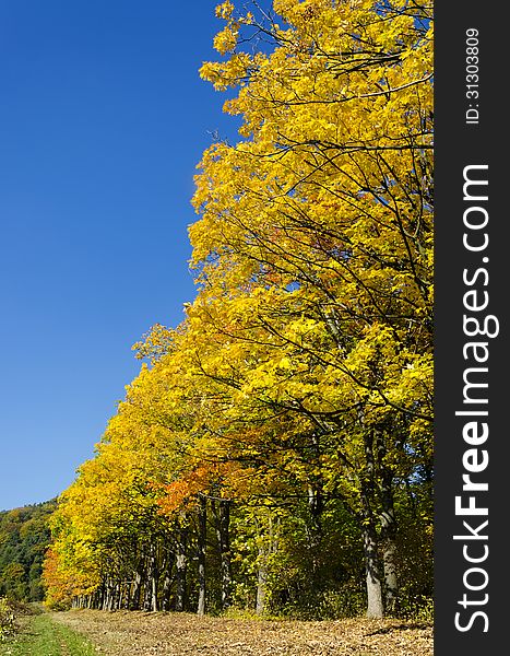 Autumn trees with yellow leaves, row of aspen trees in fall season.