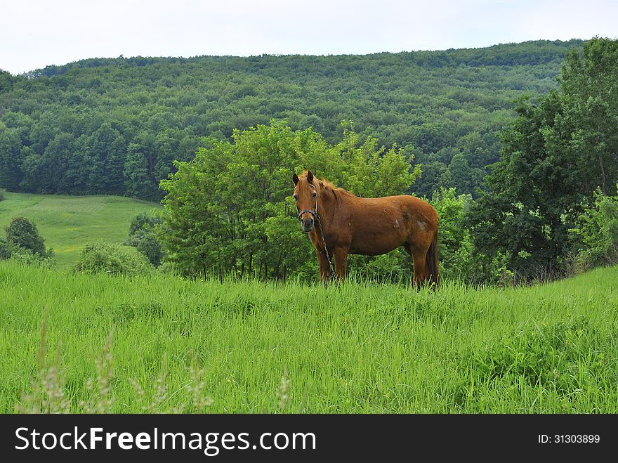 brown sad a horse on a leash in the field