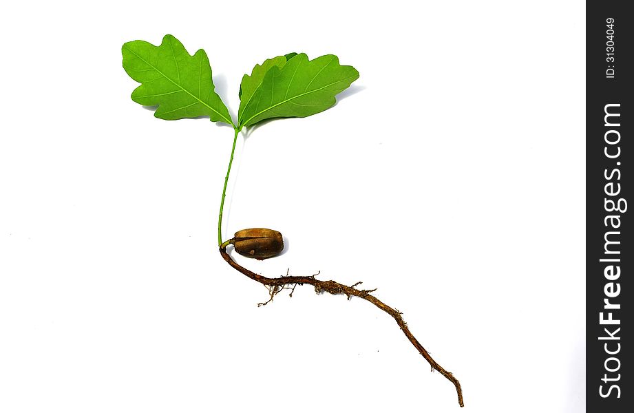 Sprout of oak with acorns on a white background. Sprout of oak with acorns on a white background