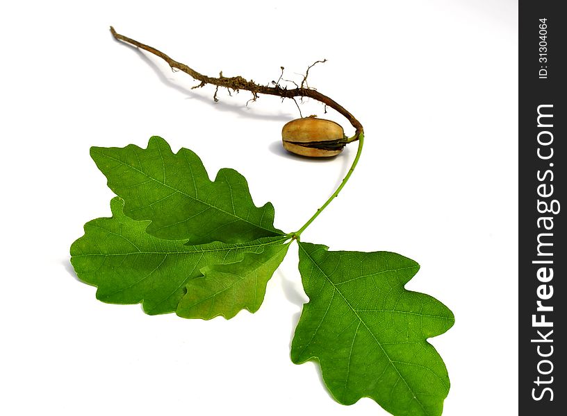 Germ of a young oak on a white background