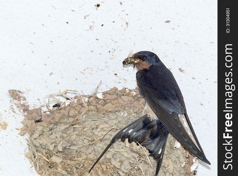 Very nice swallow inside a house