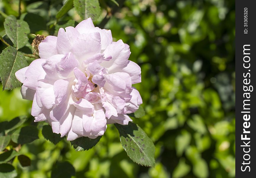 Beauty peony in my garden