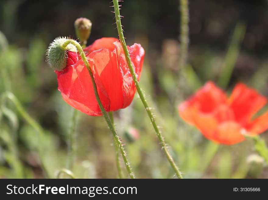 Close up of the beautiful poppy flowers on the green field in the sunlight.