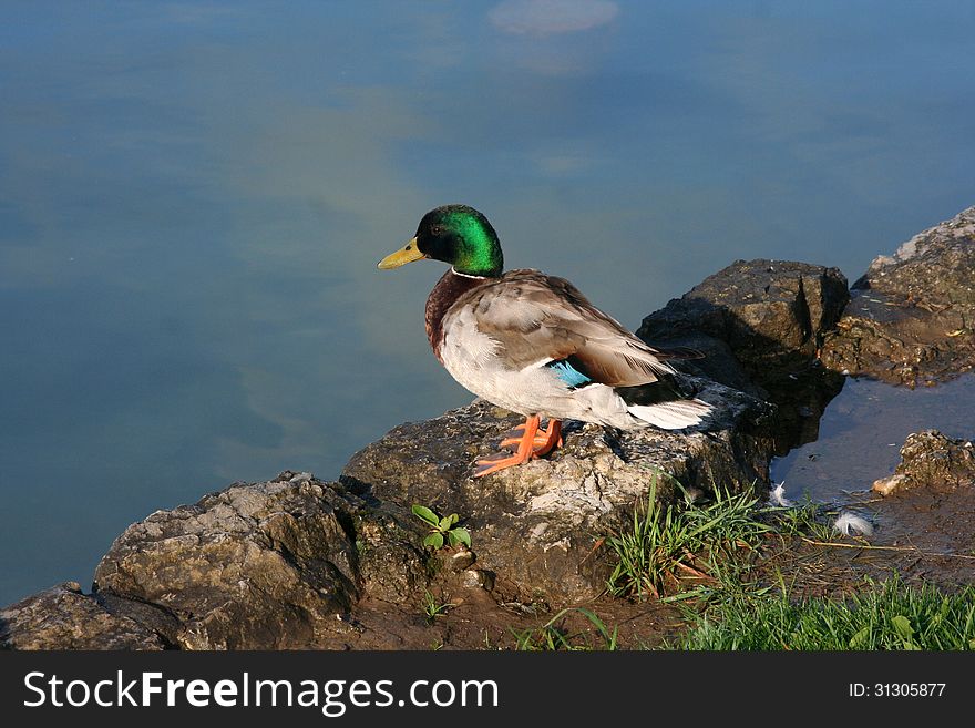 Wild duck on Bled lake, Slovenia