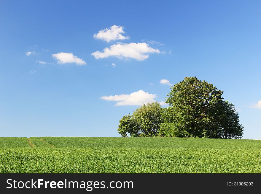 Green meadow on a clear day