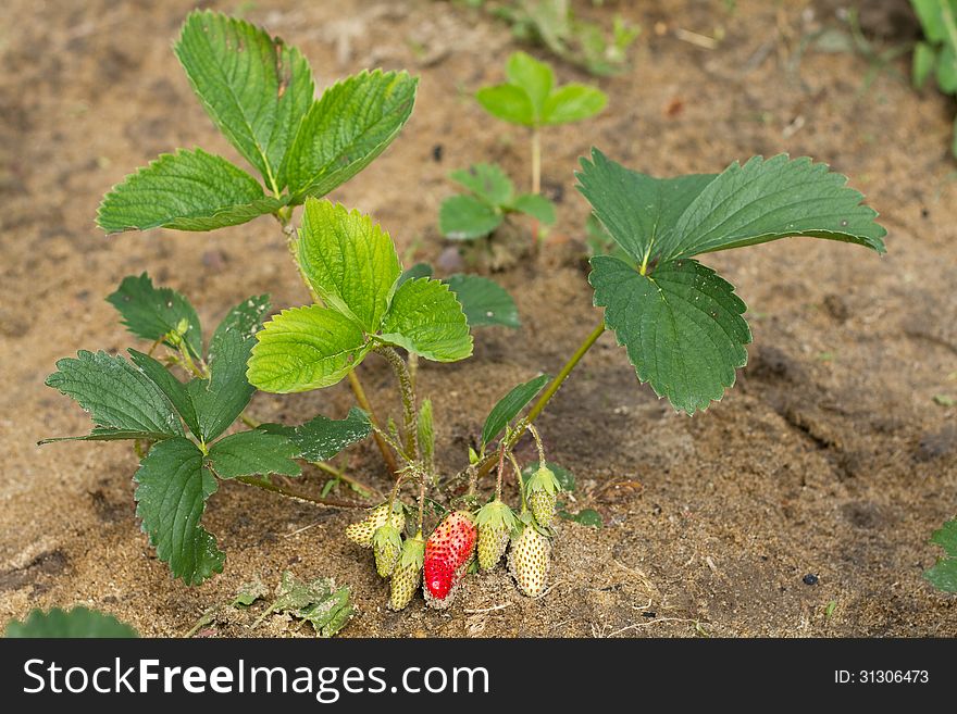 Unripe strawberry grows on plantation