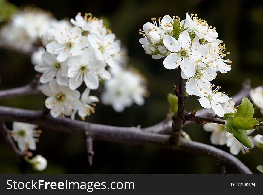 A Spring flowering branches on a tree. A Spring flowering branches on a tree