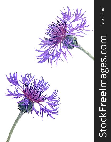 Two flowers blooming cornflower on white background