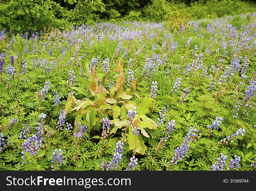 A colorful field of bluebonnets and oak tree saplings in the spring.