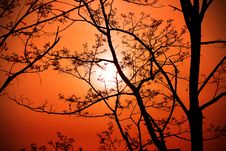 Tree On Sunset Background Royalty Free Stock Photo Tree On Sunset Background Royalty Free Stock Photo
