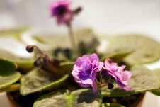African Violet Royalty Free Stock Image