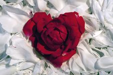 Rose-heart Royalty Free Stock Images