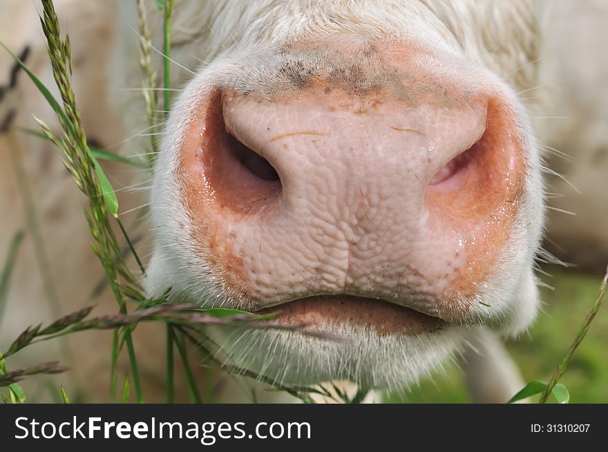 Closeup on the muzzle of a cow