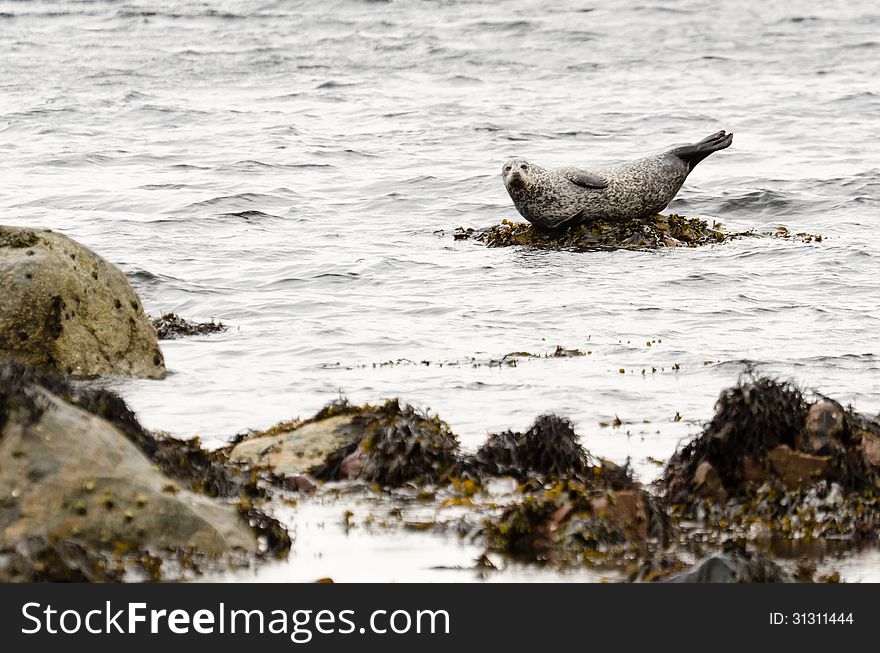 Harbour Seal On Rock