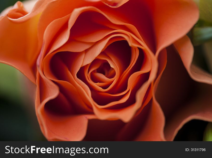 Red rose closeup in red color