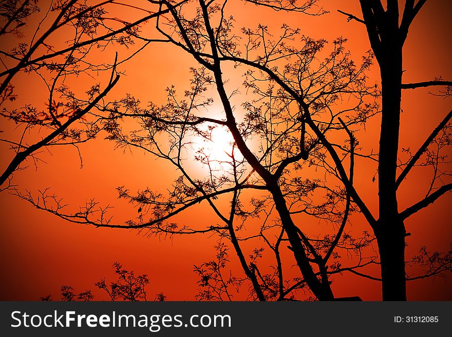 Tree on sunset background with the silhouette of the branches.
