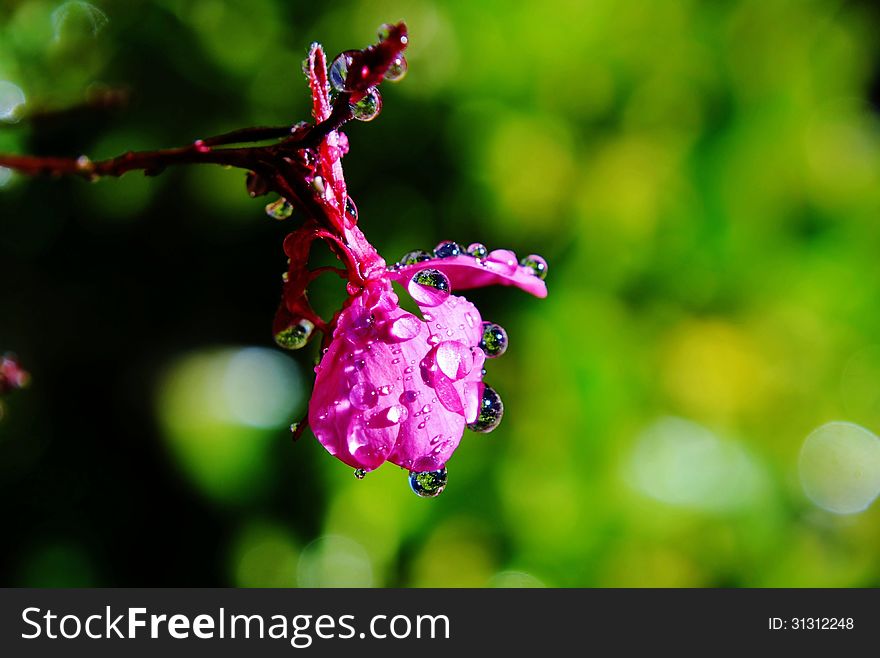 Close up of a pink flower with rain drops. Close up of a pink flower with rain drops