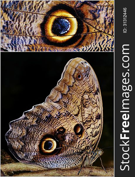 Collage of close ups of owl butterfly with huge eyespots on wings