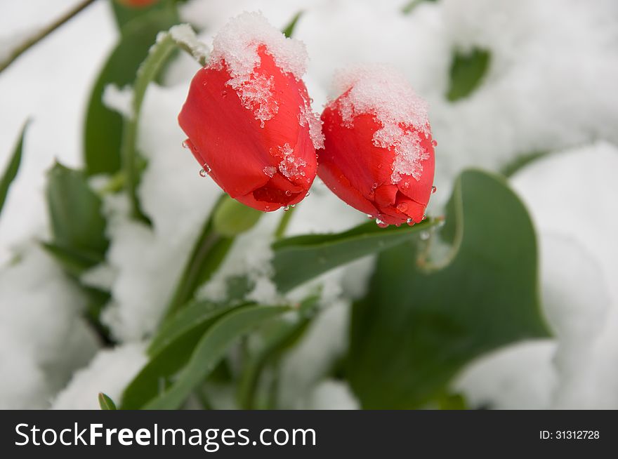 Tulips in the snow.