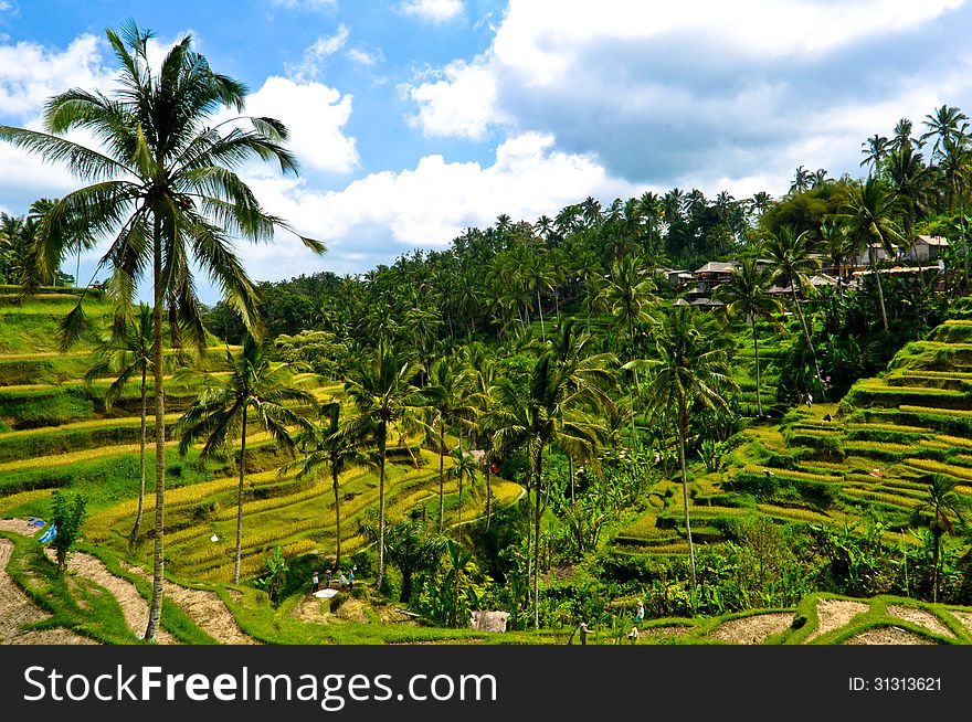 Rice terraces in Bali island, Indonesia. Famous tourist place.