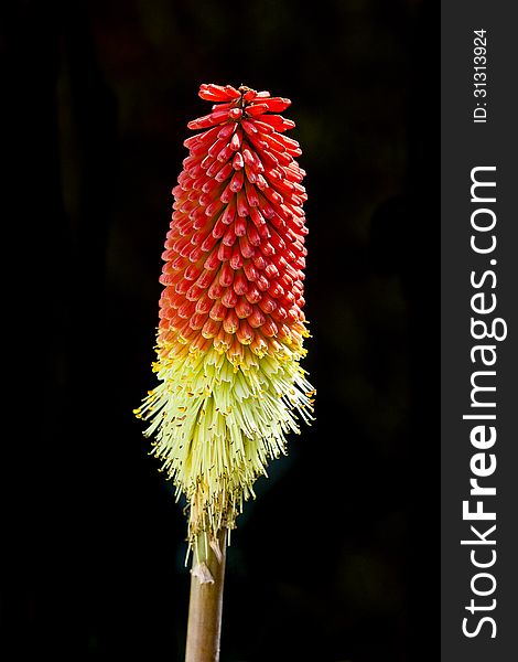 The flower of a Red Hot Poker in full bloom on a black background