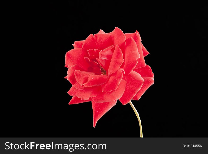 Red rose isolated on a black background