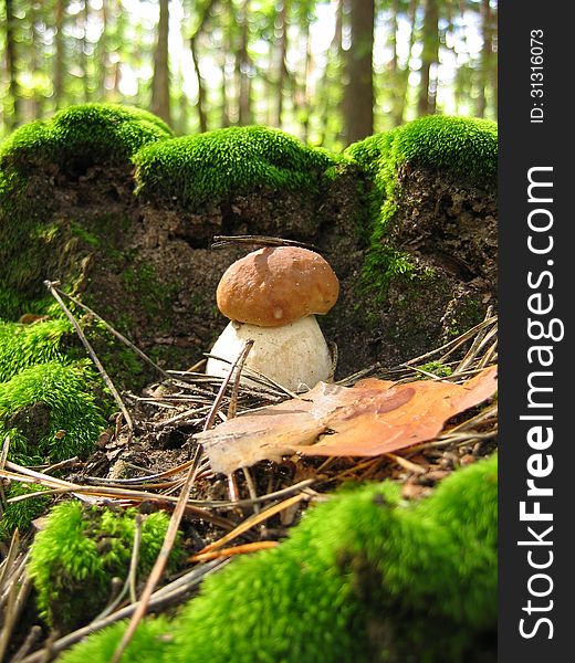 Greasers mushroom in the forest on the moss small