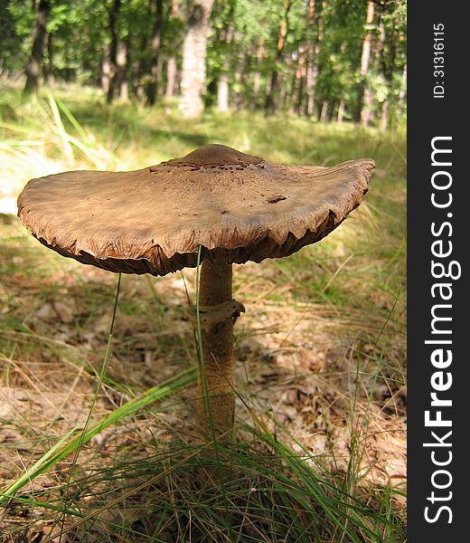 Greasers mushroom in the forest on the moss small