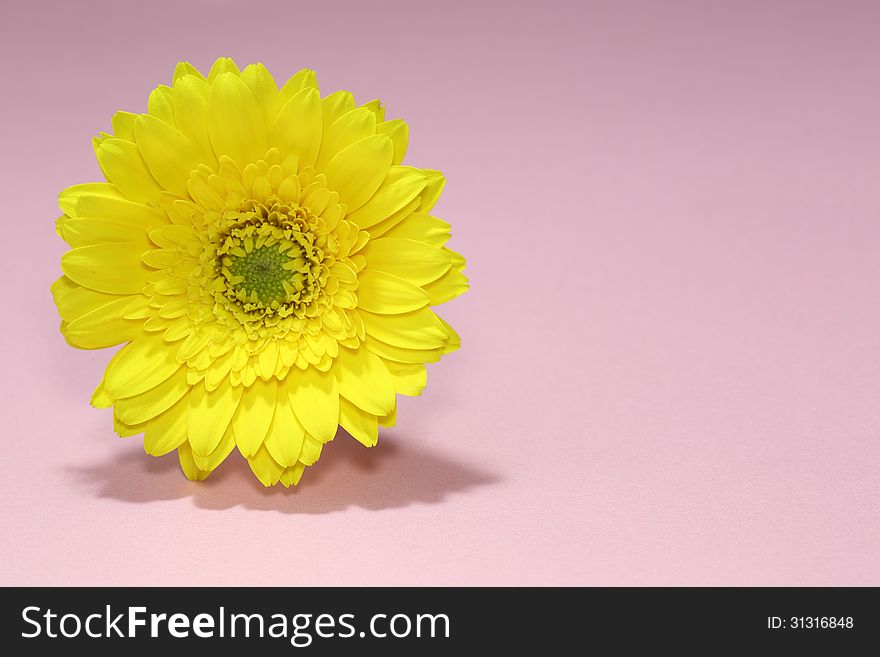 A yellow gerbera isolated on a pink background