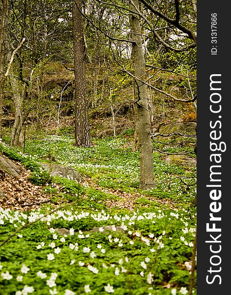 Beautiful spring time in Sweden. A forest shot with aspeen , birch trees and white wood anemone. Beautiful spring time in Sweden. A forest shot with aspeen , birch trees and white wood anemone.