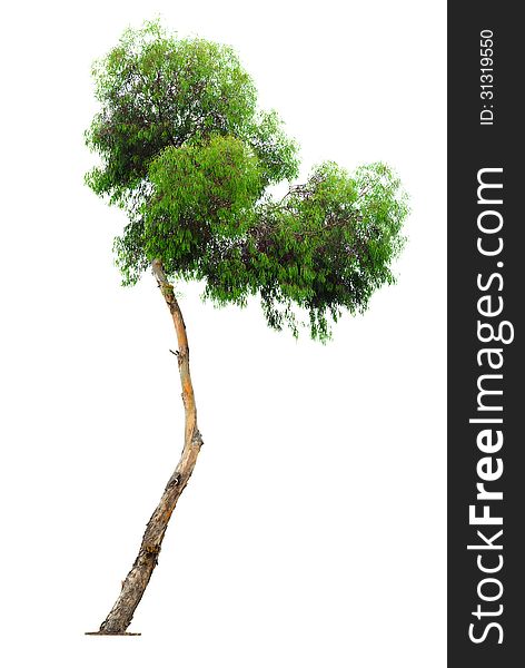 Tree On White Background