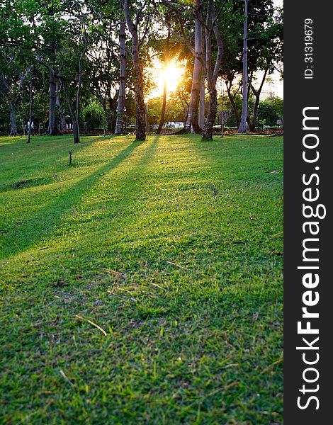 Sunset on park with green grass and tree shadow