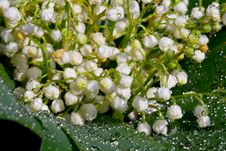 Lily Of The Valey Flowers Stock Images