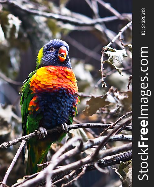 A colorful bird sitting on a twig