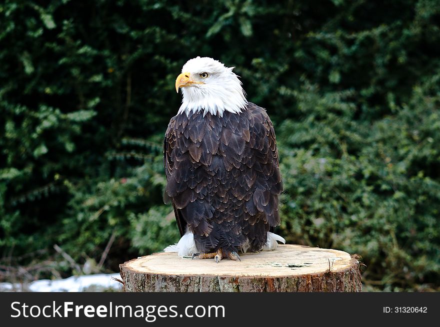 The falcon sitting on a stub