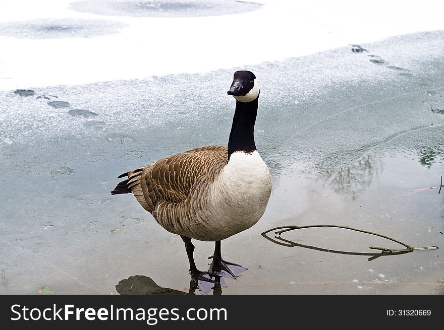 A seriously looking goose on ice. A seriously looking goose on ice