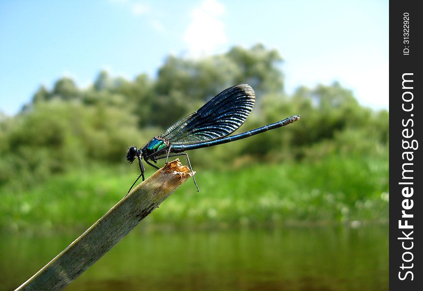 Blue dragonfly sitting on a stick above water. Blue dragonfly sitting on a stick above water