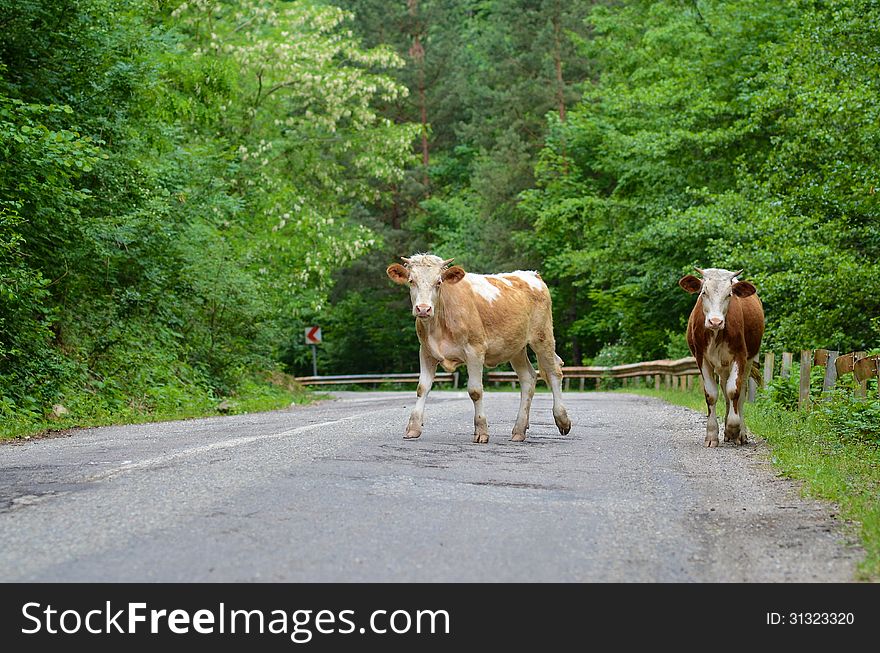 Two cows on the road in Romania