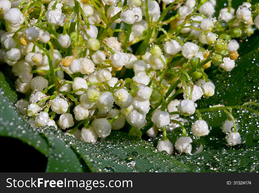 Lily of the valey Flowers