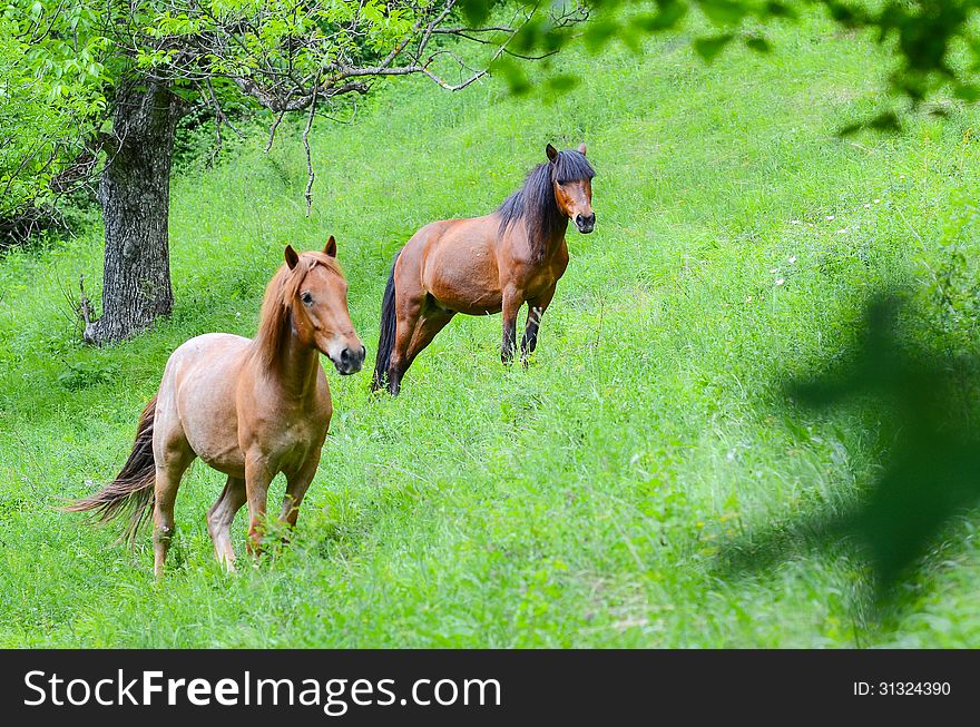 Horses on a summer lawn in mountains. Horses on a summer lawn in mountains
