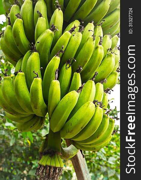 Green banana hanging on a branch of a banana tree. Green banana hanging on a branch of a banana tree