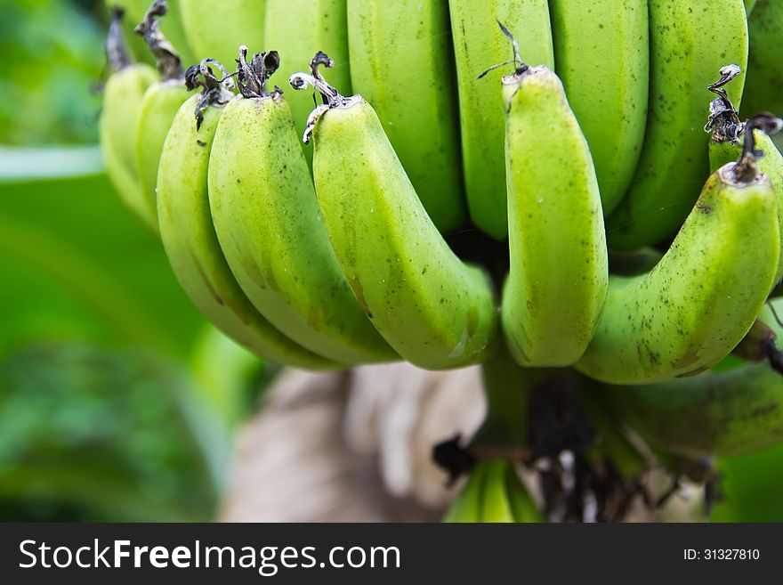 Close-up shot of green bananas in a tree