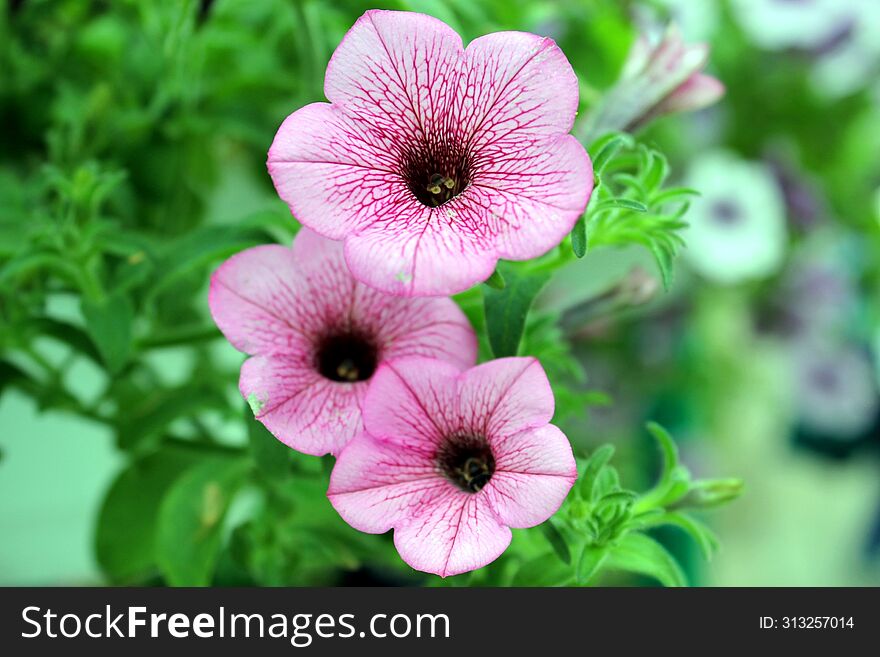 Beautiful flowers stretch up large.